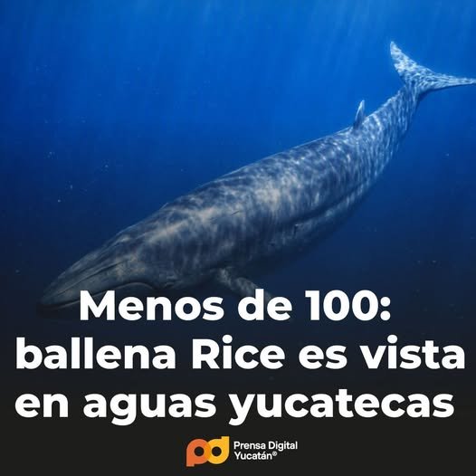 Científicos detectan ballena de Rice frente a la Península de Yucatán