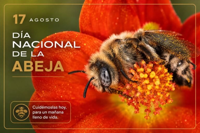 17 de agosto: México celebra el Día Internacional de las abejas