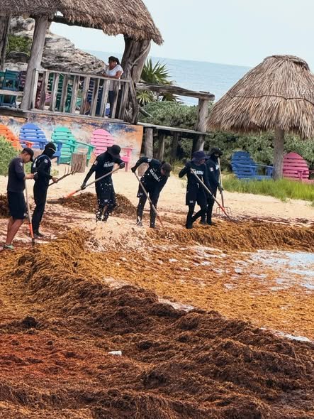 Sargazo golpea al turismo y comercio de Tulum